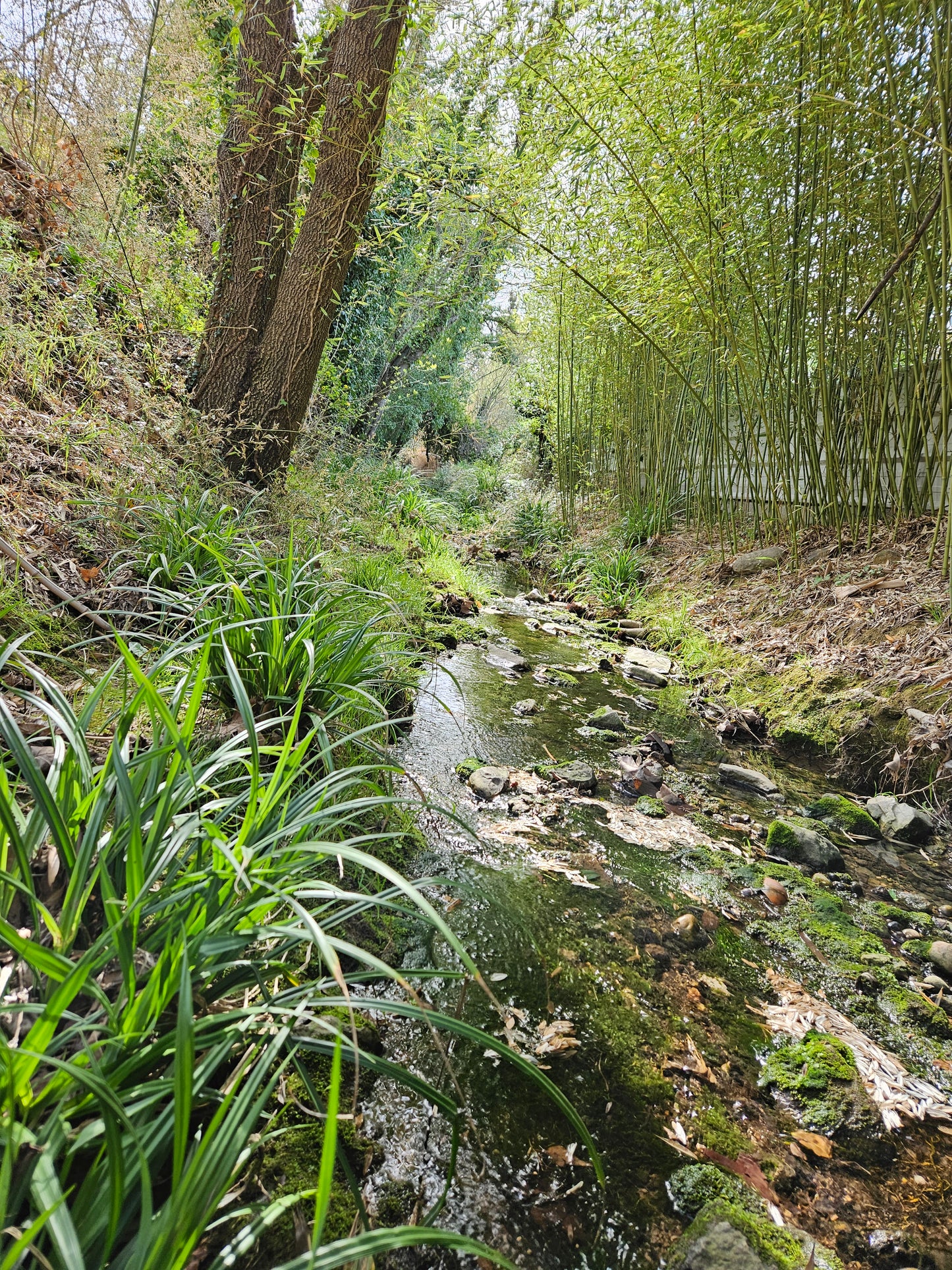 Jolie maison moderne à Teyran sur beau terrain arboré