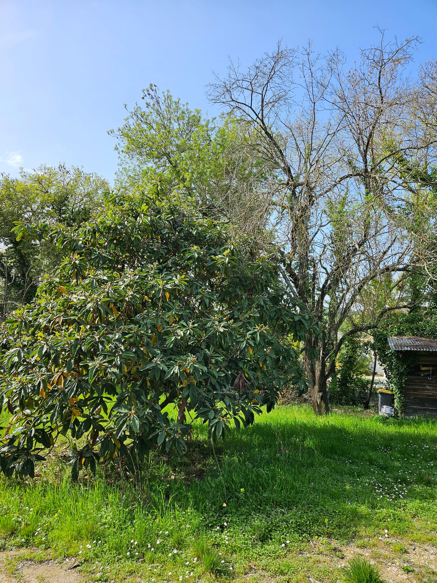 Jolie maison moderne à Teyran sur beau terrain arboré